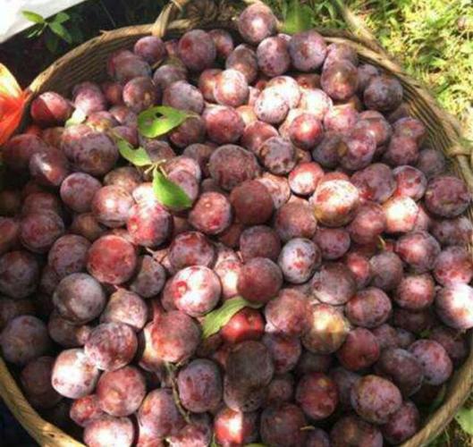 有一种李子,我们那儿叫猪血李,你有记忆吗?