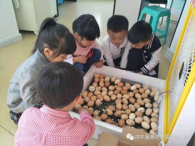 开为日记21天见证生命奇迹孵小鸡主题活动会员动态