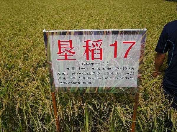 垦稻17