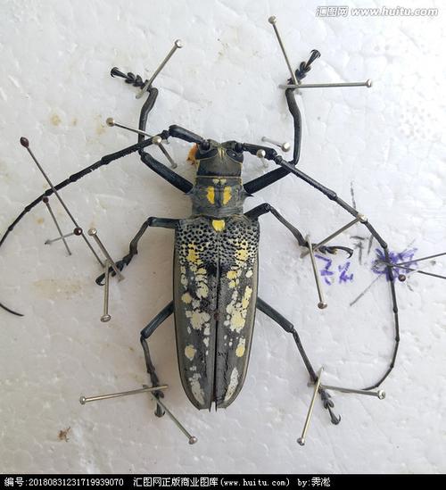 [正版商业] 云斑天牛