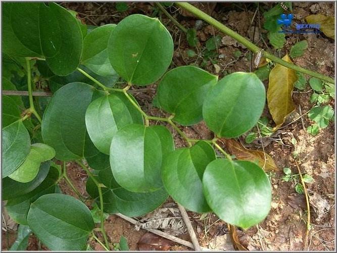 金刚藤的功效与作用