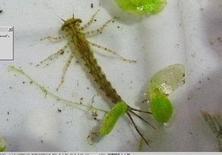 蟌幼虫与蜻蜓幼虫有些相似,二者可从体态与尾部(尾鳃)区分.