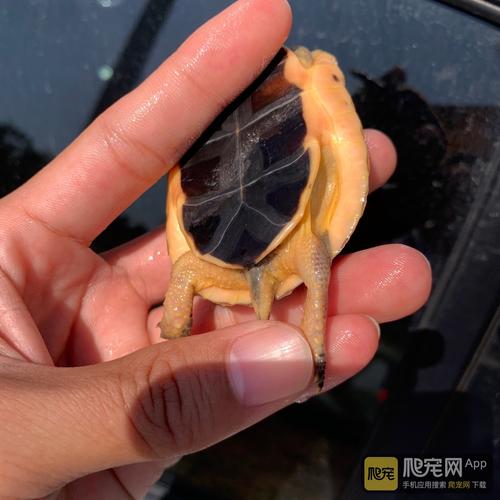 [黄缘龟] 2号,45克,精品高背血红安
