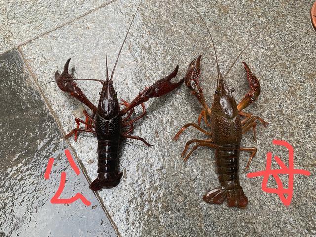 都说小龙虾母的好吃,可你知道怎么辨别公母吗?公硬母软一看就会