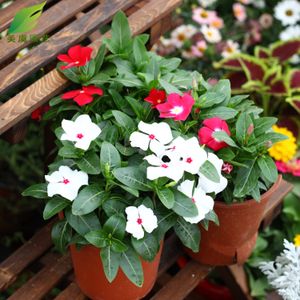 四季春花