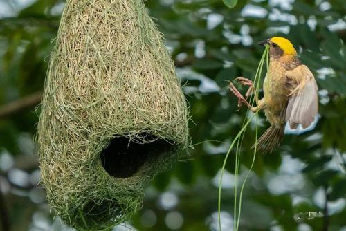 中缅边境重现黄胸织布鸟成群筑巢热闹景象