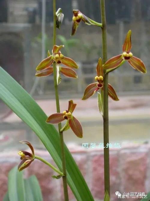 这个品种数量稀少,然而花品却是极好,可以说是墨兰水仙瓣之最好作品.