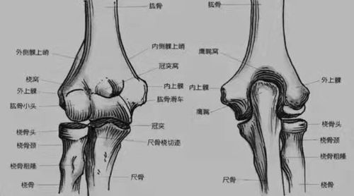 骨病网球肘详解,半月板损伤,股骨头坏死的危害