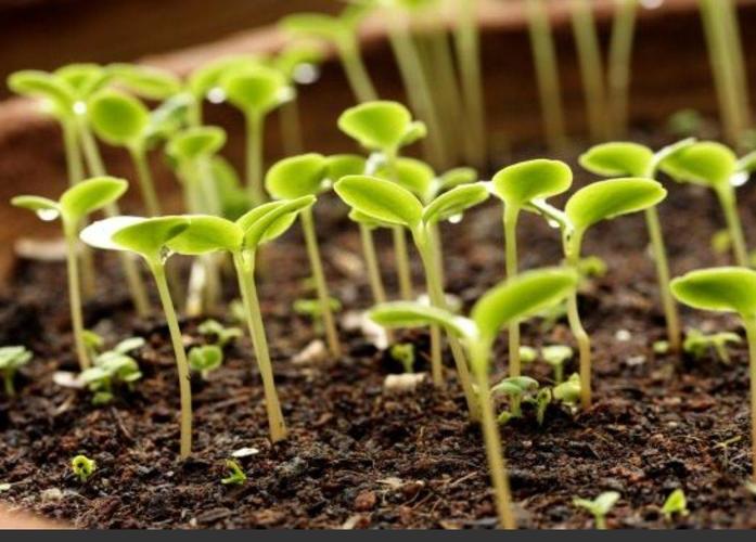 (三二班)每月一事"拥抱春天"活动纪实 写美篇 学校开展"种子发芽"活动