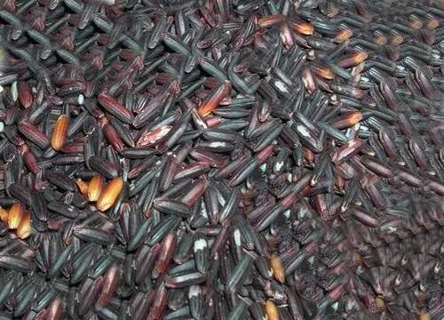供应黑糯米黑色素