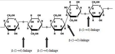 谷物中β-葡聚糖结构
