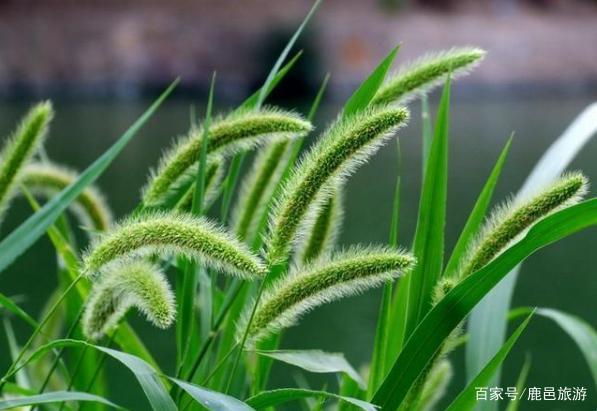 还记得怎么玩狗尾巴草么?