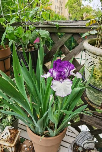 开花大而美的德国鸢尾,花期很短,让人更加珍惜