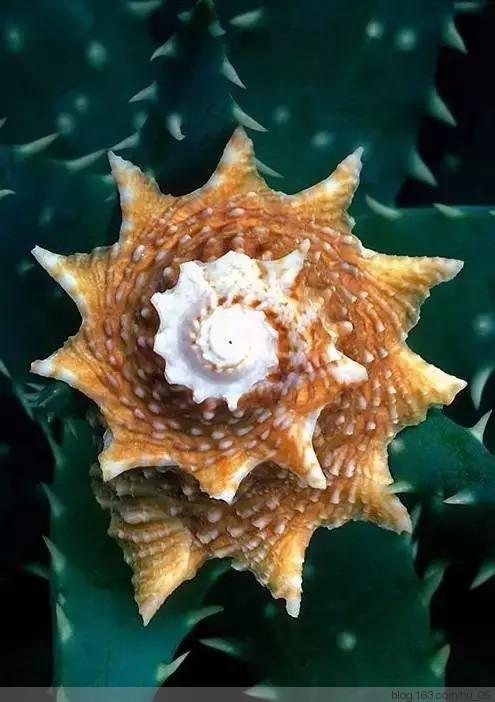【转载】海螺 ! 太漂亮了!