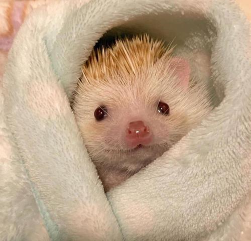 友友们有其他可爱的刺猬头像吗