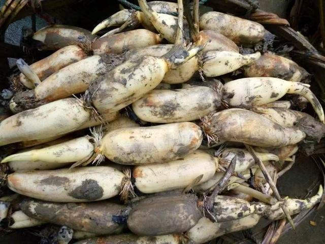 挖了20年藕的大叔说:不懂