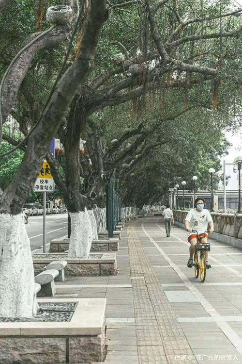 广州砍树为何不得人心