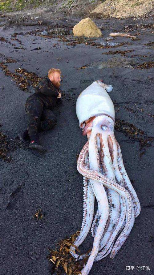 抹香鲸为什么喜欢吃大王乌贼?