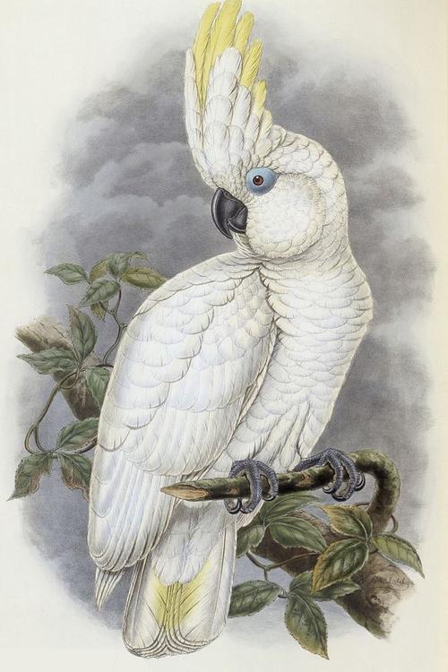 鹦形目·凤头鹦鹉科·白凤头鹦鹉属:蓝眼凤头鹦鹉