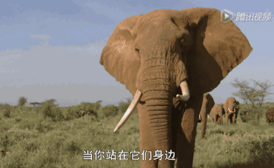 当亲人距离我们很远时,我们集体跺脚,远方的大象就能通过脚掌上"扩音