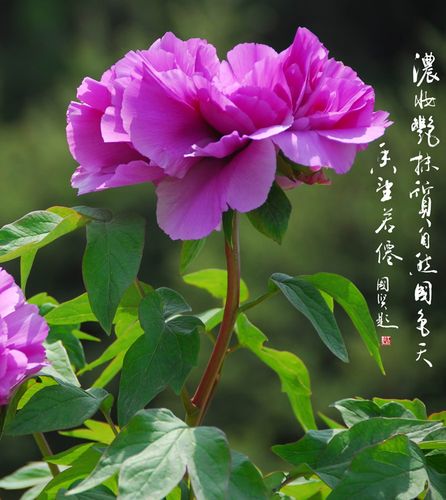 牡丹(一)
