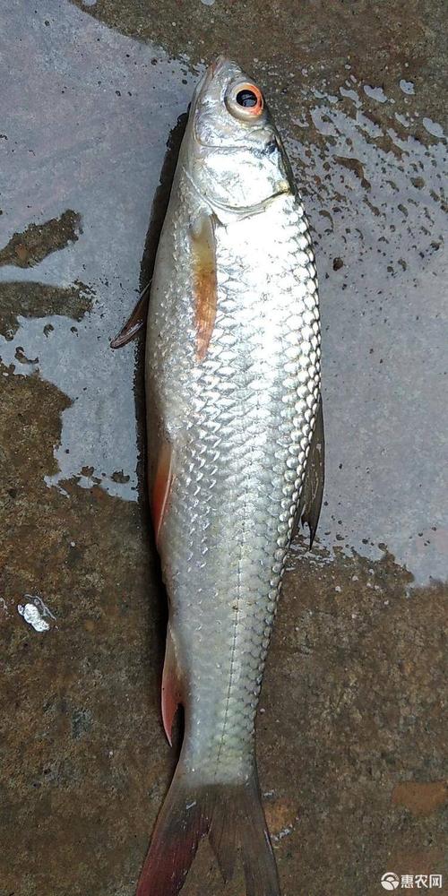 麦鲮鱼 鲜活麦鲮100克～150克(二万斤)