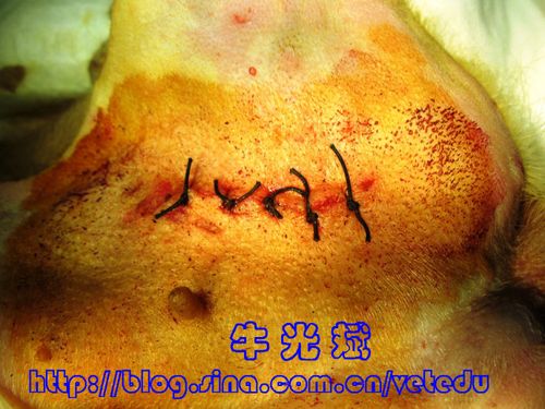 母犬腹股沟疝修补手术