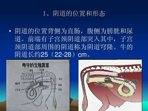 母牛的生殖生理ppt