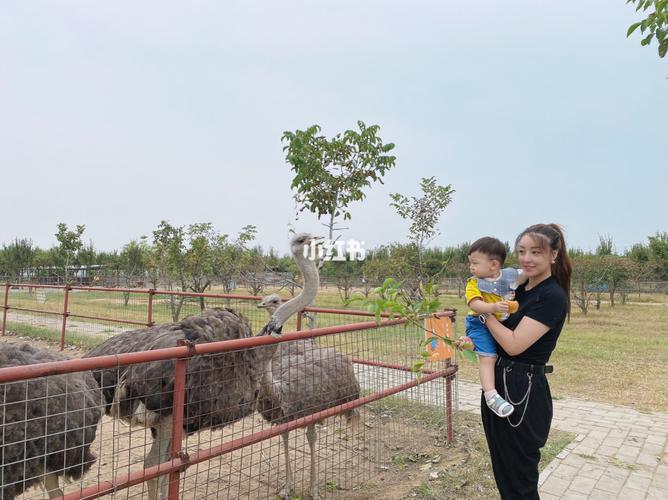 郑州好玩-好想你金鹭鸵鸟园_休闲玩乐_亲子_采摘_亲子
