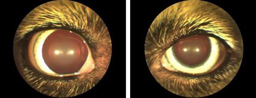 右眼成像,瞳孔散大,对光反射微弱 图2.