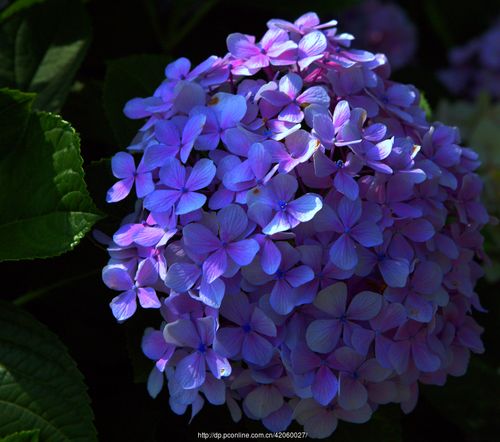 「绣球花」