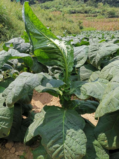 "梯子岩"牌叶子烟
