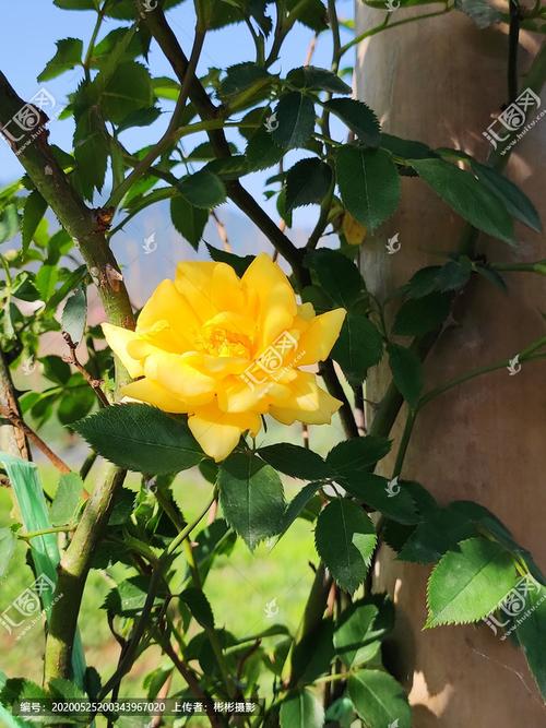 黄色月季花