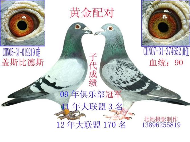 优秀种鸽黄金配对1