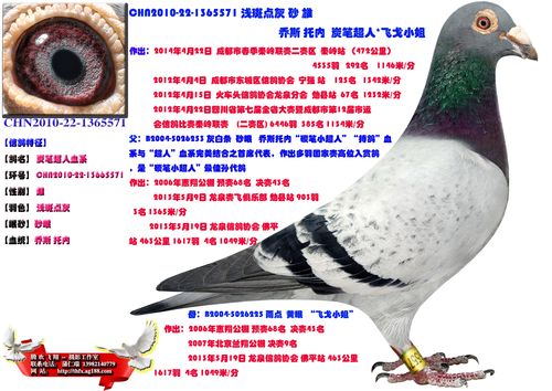 炭笔超人*飞戈小姐_腾欢飞翔鸽业_ ag188.com爱鸽商城
