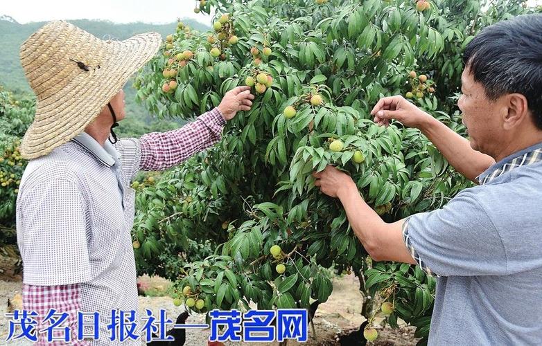 茂名:茂名荔枝上市了 电白马踏镇"香蜜早"荔枝售价46元/公斤起