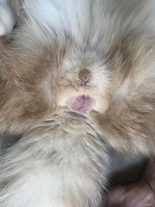 【讨论】 求问公猫绝育伤口这样正常吗?