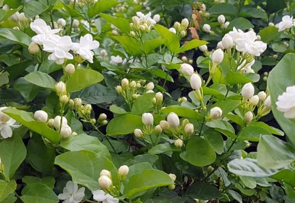 原创夏季喜欢养殖茉莉花,多注意"3件事",盆栽枝叶繁茂,花成簇