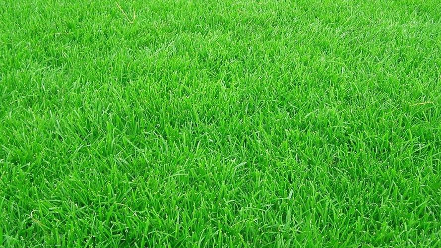 高羊茅草坪草种种植方法及养护管理技巧