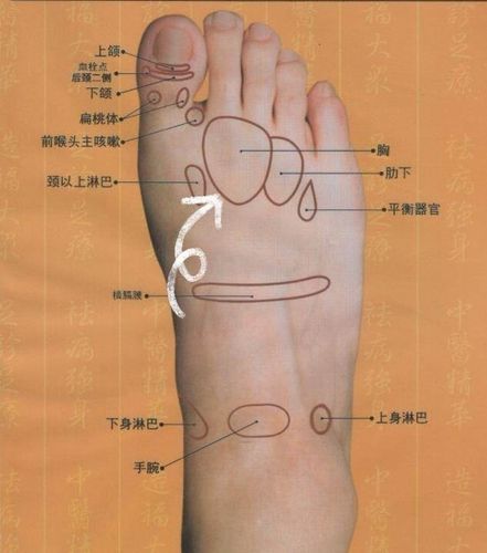 卵巢早衰卵巢囊肿在外脚踝下方卵巢反射区如图下方向源于中医程程