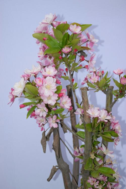 龙游仙庄千亩花海 现各种海棠正展放