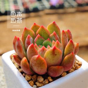 回声血燕 多肉 多肉植物 一物一拍【rose多肉花园】a165
