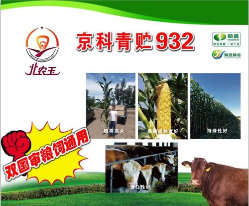 怎样才能提高青贮的产量?不增加成本,一招儿帮您搞定.