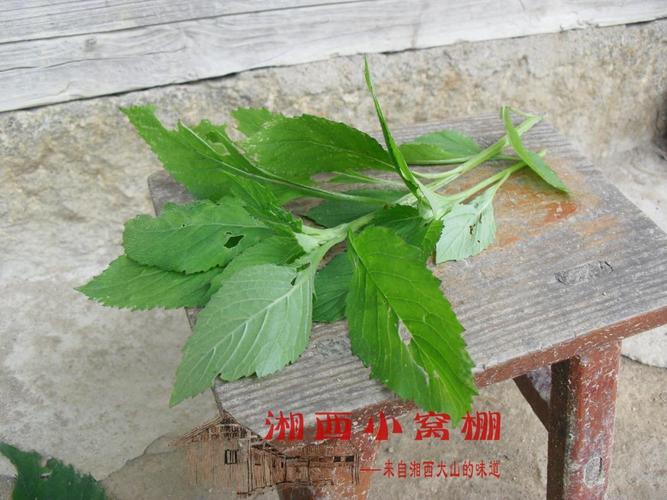湖南湘西雪峰山1500米高山野生新鲜绿色 野菜 芝麻菜 美味山珍_7折