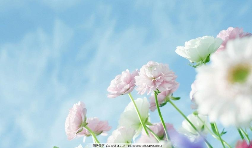 花朵壁纸高清图片唯美