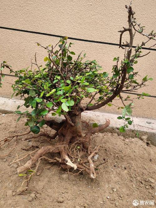 博兰制作盆景的名贵树种,且稀少.