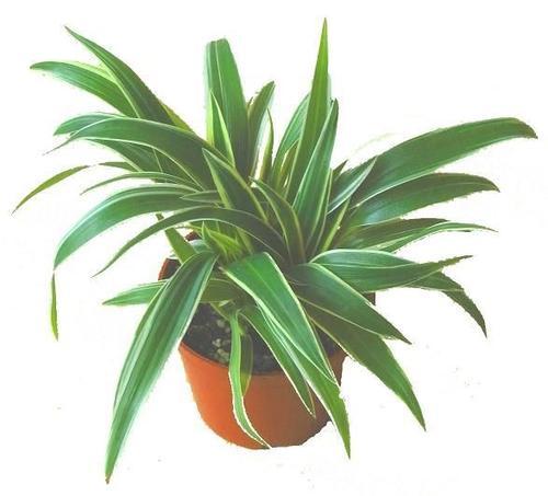 金边吊兰简笔画大图