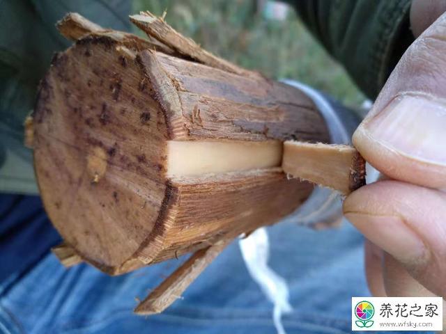 怎么把山香木老桩嫁接到蔷薇上