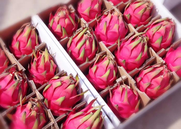 浙江台州椒江〈杏芳家庭农场火龙果基地〉8.