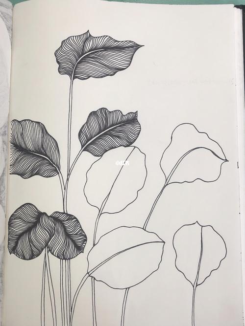 线描黑白装饰画 叶子临摹_美术_装饰画_素描_少儿创意